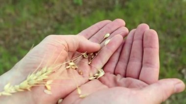 Bir çiftçi buğday tanelerini kabuktan ayırır. Bir tarım uzmanı buğday kulağını inceler. Buğday tanelerini kabuktan ayıran bir çiftçinin eli..