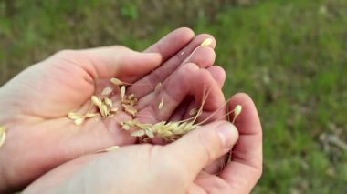 Bir çiftçi buğday tanelerini kabuktan ayırır. Bir tarım uzmanı buğday kulağını inceler. Buğday tanelerini kabuktan ayıran bir çiftçinin eli..