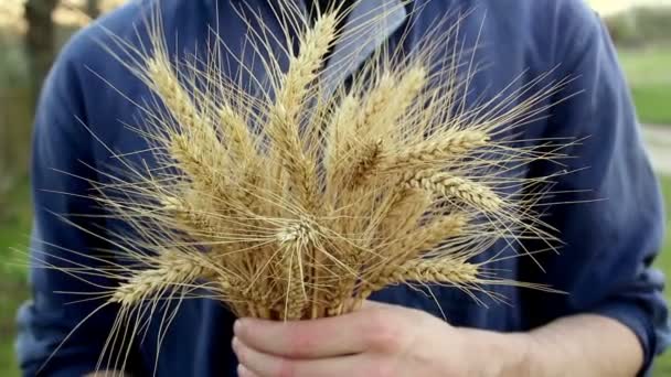 Man Hands Check Quality Spikelet Wheat Farmer Holds Wheat Spikelet — Stock Video
