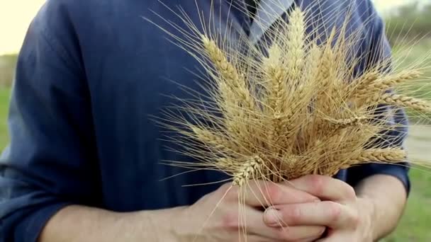 Man Hands Check Quality Spikelet Wheat Farmer Holds Wheat Spikelet — Stock Video