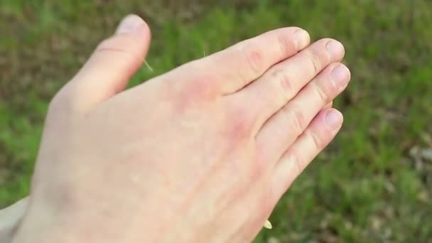 Een Boer Scheidt Tarwekorrels Van Het Doosje Een Landbouwkundige Onderzoekt — Stockvideo