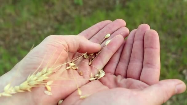 Zemědělec Odděluje Zrna Pšenice Slupky Agronom Zkoumá Pšeničné Ucho Detailní — Stock video