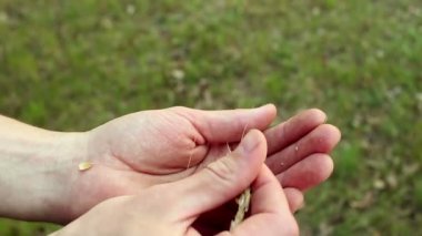 Bir çiftçi buğday tanelerini kabuktan ayırır. Bir tarım uzmanı buğday kulağını inceler. Buğday tanelerini kabuktan ayıran bir çiftçinin eli..