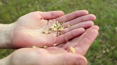 Bir çiftçi buğday tanelerini kabuktan ayırır. Bir tarım uzmanı buğday kulağını inceler. Buğday tanelerini kabuktan ayıran bir çiftçinin eli..
