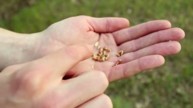 Bir çiftçi buğday tanelerini kabuktan ayırır. Bir tarım uzmanı buğday kulağını inceler. Buğday tanelerini kabuktan ayıran bir çiftçinin eli. İnsanın elleri buğdayın kalitesini ölçer. .