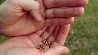 Bir çiftçi buğday tanelerini kabuktan ayırır. Bir tarım uzmanı buğday kulağını inceler. Buğday tanelerini kabuktan ayıran bir çiftçinin eli. İnsanın elleri buğdayın kalitesini ölçer. .
