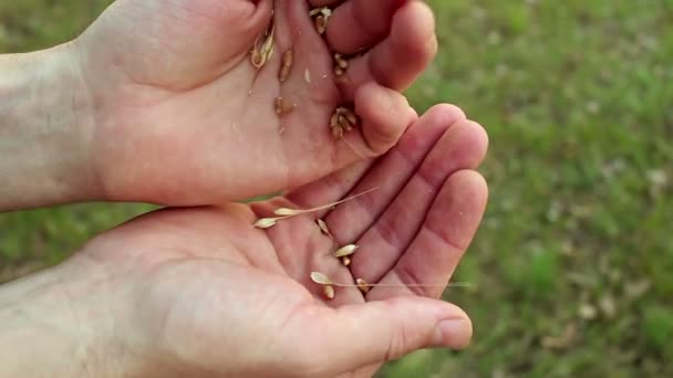 農家は小麦の粒を殻から分離し 農学者は小麦の耳を調べます 小麦の穀物を殻から分離する農家の手の閉鎖 男の手は スパイク小麦の品質を確認します — ストック動画