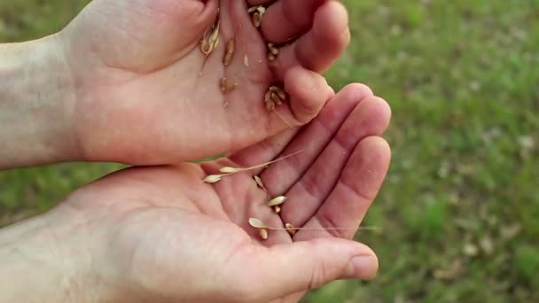 Egy Gazda Elválasztja Búzamagot Héjtól Egy Agronómus Egy Búzafület Vizsgál — Stock videók