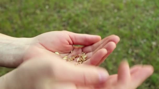 Zemědělec Odděluje Zrna Pšenice Slupky Agronom Zkoumá Pšeničné Ucho Detailní — Stock video