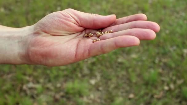 Agricultor Separa Los Granos Trigo Cáscara Agrónomo Examina Una Espiga — Vídeo de stock