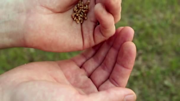 Egy Gazda Elválasztja Búzamagot Héjtól Egy Agronómus Egy Búzafület Vizsgál — Stock videók