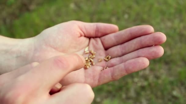 Zemědělec Odděluje Zrna Pšenice Slupky Agronom Zkoumá Pšeničné Ucho Detailní — Stock video