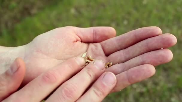 農家は小麦の粒を殻から分離し 農学者は小麦の耳を調べます 小麦の穀物を殻から分離する農家の手の閉鎖 男の手は スパイク小麦の品質を確認します — ストック動画