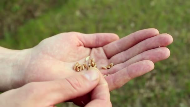 Egy Gazda Elválasztja Búzamagot Héjtól Egy Agronómus Egy Búzafület Vizsgál — Stock videók