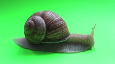 Yeşil ekranda bir salyangozun yakın çekimi. Bir salyangoz yeşil ekranda hareket eder. Yeşil arka planda bahçe salyangozu..