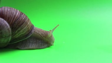 Yeşil ekranda bir salyangozun yakın çekimi. Bir salyangoz yeşil ekranda hareket eder. Yeşil arka planda bahçe salyangozu..