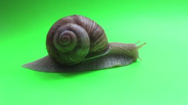 Yeşil ekranda bir salyangozun yakın çekimi. Bir salyangoz yeşil ekranda hareket eder. Yeşil arka planda bahçe salyangozu..