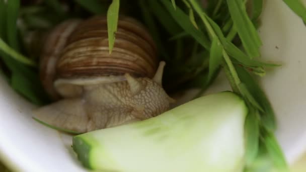 달팽이는 야채를 먹는다 달팽이는 오이를 먹는다 달팽이는 야채를 먹는다 — 비디오