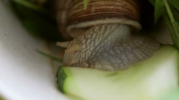Snail Close Makan Vegetables Garden Siput Close Makan Mentimun Hijau — Stok Video