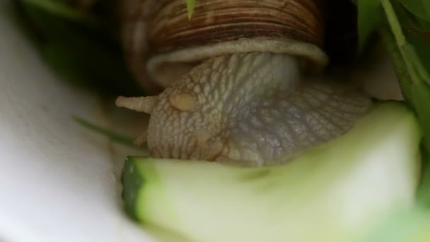 Snail Close Makan Vegetables Garden Siput Close Makan Mentimun Hijau — Stok Video