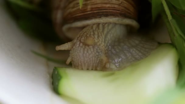 Κοντινό Πλάνο Σαλιγκάρι Τρώει Λαχανικά Κήπος Σαλιγκάρι Close Τρώει Πράσινο — Αρχείο Βίντεο
