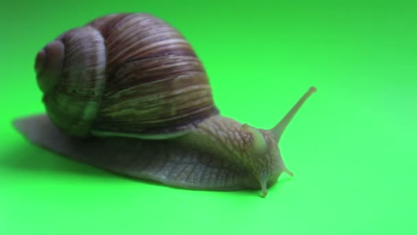 Primer Plano Caracol Una Pantalla Verde Caracol Mueve Una Pantalla — Vídeo de stock