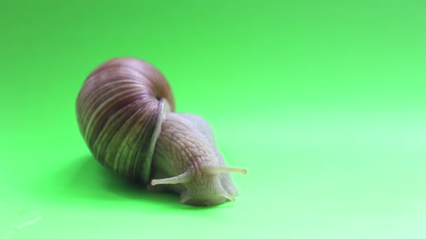 Close Snail Green Screen Snail Moves Green Screen Garden Snail — Stock Video