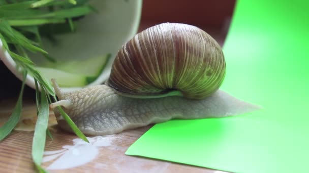 Caracol Cerca Comiendo Hierba Jardín Caracol Primer Plano Come Una — Vídeos de Stock