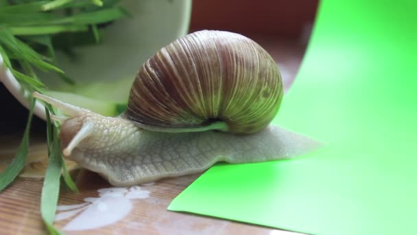 Caracol Close Comendo Grama Jardim Caracol Closeup Come Uma Lâmina — Vídeo de Stock