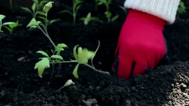 Farmář sázející rajčata na zahradě. Farmáři drží v ochranných rukavicích sázející sazenice do země. Organická koncepce potravin.