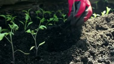 Çiftçi bahçeye domates tohumu ekiyor. Çiftçilerin elleri koruyucu eldivenlerle toprağa tohum ekiyor. Organik gıda konsepti.