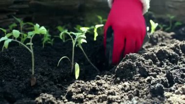 Çiftçi bahçeye domates tohumu ekiyor. Çiftçilerin elleri koruyucu eldivenlerle toprağa tohum ekiyor. Organik gıda konsepti.