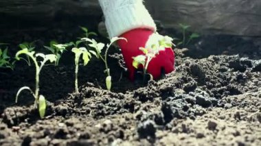 Çiftçi bahçeye domates tohumu ekiyor. Çiftçilerin elleri koruyucu eldivenlerle toprağa tohum ekiyor. Organik gıda konsepti.