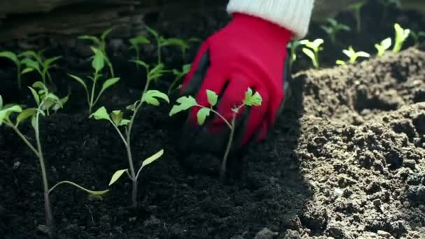 農家は庭にトマトの苗を植えます。地面に苗を植える保護手袋で農民の手。有機食品の概念. — ストック動画