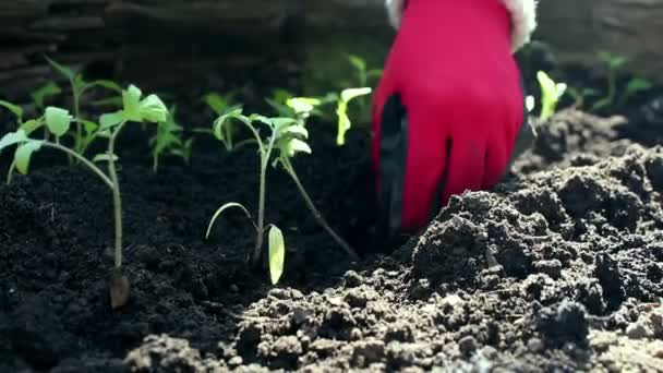 農家は庭にトマトの苗を植えます。地面に苗を植える保護手袋で農民の手。有機食品の概念. — ストック動画