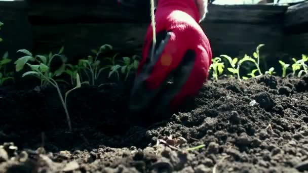 Çiftçi bahçeye domates tohumu ekiyor. Çiftçilerin elleri koruyucu eldivenlerle toprağa tohum ekiyor. Organik gıda konsepti. — Stok video