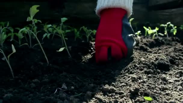 Agricultor plantando plántulas de tomate en el jardín. Los agricultores manos en guantes de protección plantando plántulas en el suelo. Concepto de alimentos ecológicos . — Vídeo de stock