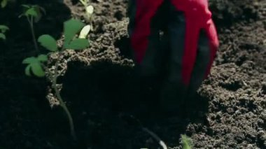 Çiftçi bahçeye domates tohumu ekiyor. Çiftçilerin elleri koruyucu eldivenlerle toprağa tohum ekiyor. Organik gıda konsepti.