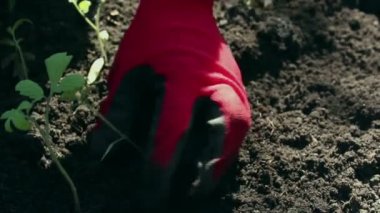 Çiftçi bahçeye domates tohumu ekiyor. Çiftçilerin elleri koruyucu eldivenlerle toprağa tohum ekiyor. Organik gıda konsepti.