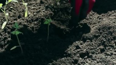 Çiftçi bahçeye domates tohumu ekiyor. Çiftçilerin elleri koruyucu eldivenlerle toprağa tohum ekiyor. Organik gıda konsepti.