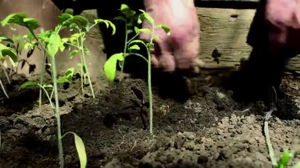 Agricultor plantando mudas de tomate no jardim. Agricultores mãos em luvas de proteção plantio de mudas no chão. Conceito de alimento biológico . — Vídeo de Stock