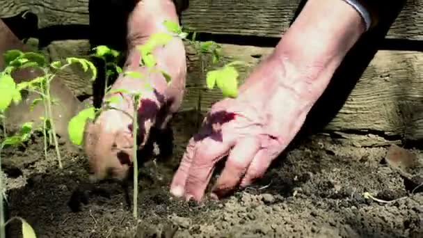 Boer planten tomaat zaailingen in de tuin. Boeren handen in beschermende handschoenen planten zaailingen in de grond. Biologisch voedselconcept. — Stockvideo