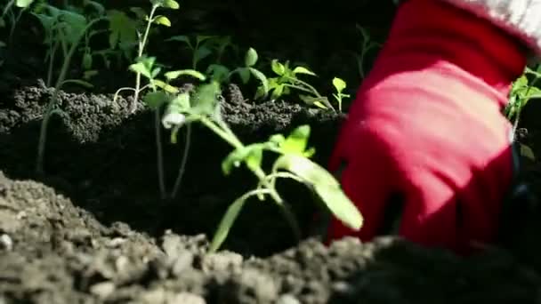 Coltivatore piantare piantine di pomodoro in giardino. Agricoltori mani in guanti protettivi piantare piantine nel terreno. Concetto di cibo biologico . — Video Stock