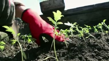 Çiftçi bahçeye domates tohumu ekiyor. Çiftçilerin elleri koruyucu eldivenlerle toprağa tohum ekiyor. Organik gıda konsepti.