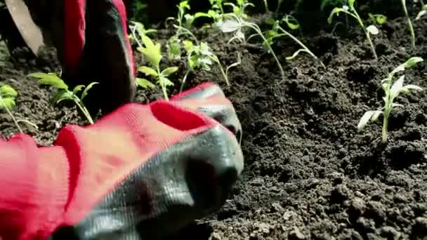 Agricultor plantando plántulas de tomate en el jardín. Los agricultores manos en guantes de protección plantando plántulas en el suelo. Concepto de alimentos ecológicos . — Vídeo de stock