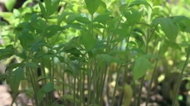 Yakın plan yeşil filizler verimli topraklarda yetişir. Yeşil gezegen kavramı, ekoloji.