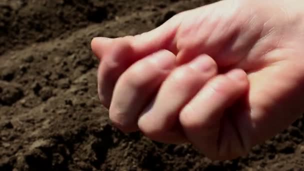 農家は植え付け前に種を調べます。苗を植える前に種を分類する農家の女の子の手の終わり. — ストック動画