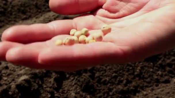 Een boer onderzoekt de zaden voor het planten. Een close-up van de handen van een boerenmeisje dat de zaden sorteert voor het planten. — Stockvideo