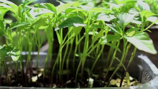 Närbild av gröna plantor växer i bördig jord. Begreppet grön planet, ekologi. — Stockvideo