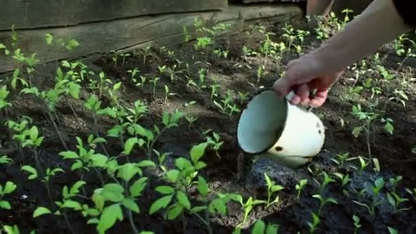 Farmář zalévá sazenice v zahradě. Ruce zemědělce zalévání rajčat sazenice v zahradě.Koncepce zelené planety, ekologie. — Stock video